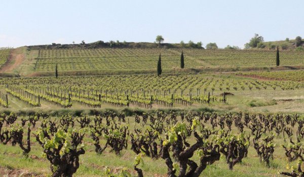 Celler Credo