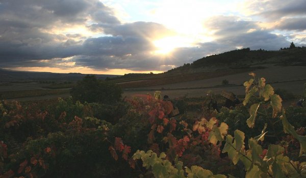 Finca Allende